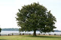 Appomattox Plantation tree on Appomattox River. Hopewell, VA.