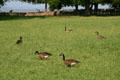 Geese wander grounds of Jamestown Colonial National Park. Jamestown, VA.
