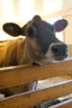 Dairy cow at Billings Farm & Museum. Woodstock, VT