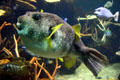 Pufferfish at Seattle Aquarium. Seattle, WA.
