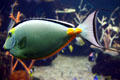 Orangespine Unicornfish at Seattle Aquarium. Seattle, WA