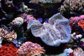 Corals at Seattle Aquarium. Seattle, WA.