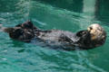 Sea Otter at Seattle Aquarium. Seattle, WA.