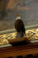 Old Abe Eagle mascot of Civil War 8th Infantry Regiment now in House of Wisconsin State Capitol. Madison, WI.