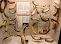 Powder horns display at Huntington Museum of Art. Huntington, WV.