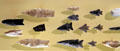 Prehistoric arrowheads from Moundsville region at Grave Creek Mound Museum. Moundsville, WV.