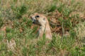 Blacktail Prairie Dog sticks head from burrow at Devils Tower. WY.