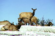 Elk near Minerva Terrace in Yellowstone National Park. WY.