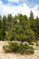 Pine tees at Yellowstone National Park. WY.