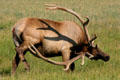 Elk scratching let with antlers at Yellowstone National Park. WY.