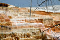 Minerva Terrace of Mammoth Hot Springs at Yellowstone National Park. WY.