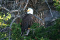 Bald Eagle at Yellowstone National Park. WY.