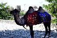 Tourist camel in Bukhara. Uzbekistan.