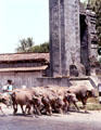 Cows driven past a city gate. Jogyakarta, Indonesia