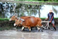 Plowing flooded fields with oxen. Bali, Indonesia