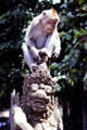 Monkey sits on carving at monkey temple. Bali, Indonesia