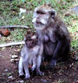 Monkey & her baby at Balinese temple. Bali, Indonesia