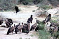 Vultures south of Jodhpur. India.