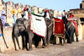 Elephant are used to bring tourists to top of Amber Palace in Jaipur. India