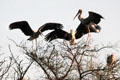 Painted storks at Bharatpur. India.