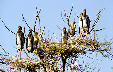 Immature painted storks on nests at Bharatpur. India.