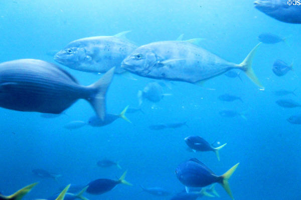 Fish seen from a submarine ride along Great Barrier Reef. Australia.