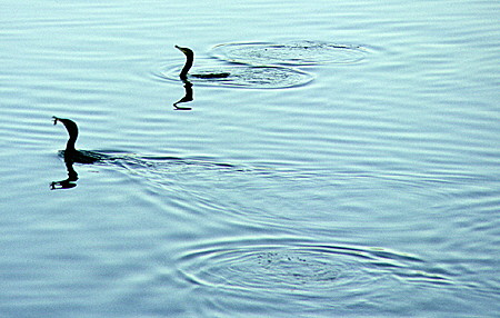 Two cormorants swimming through the water of the Pantanal. Brazil.
