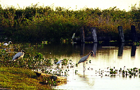 Wood storks, snowy and great egrets in the Pantanal wetlands. Brazil.