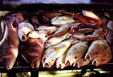Fish for sale on Salvador waterfront. Brazil.