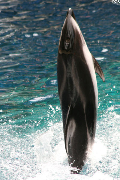 Dolphin standing on tail at Stanley Park Aquarium. Vancouver, BC.