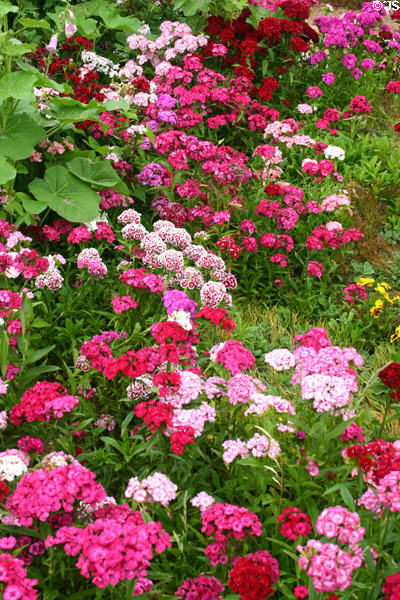 Pink flowers at Green Gables. Cavendish, PE.