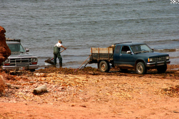 Loading seaweed onto pickup trucks in the surf. PE.