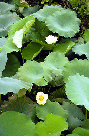 Lotus flowers in Wuhan park along Yangtze (Yangtse) River. China.