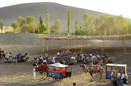 Tourist camels at Singing Sand Mountains of Dunhuang. China.