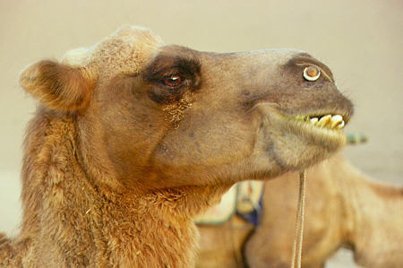 Portrait of a camel in Dunhuang. China.