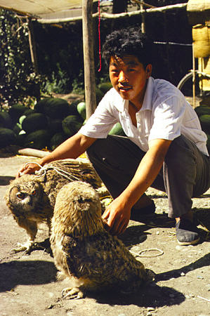 Captive owls in Fukang near Heavenly Lake. China.