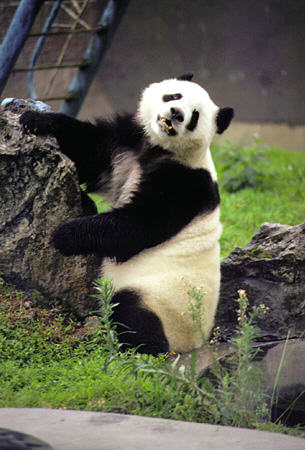 Panda bear in a zoo in Chengdu. China.