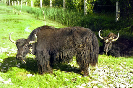 Grazing yaks in Tibet. China.