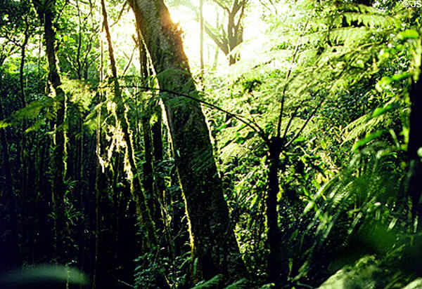 Dense brush in the Cloud Forest, Monteverde. Costa Rica.