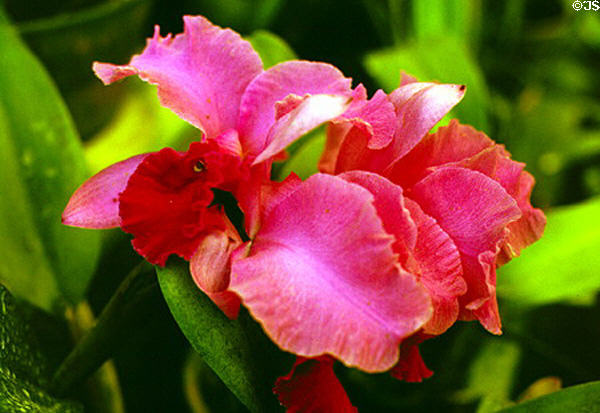 Orchid blossoms in Tortuguero. Costa Rica.