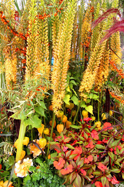 Fall flowers in full blossom in Hamburg center. Hamburg, Germany.