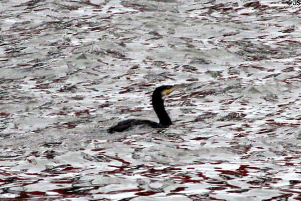 Cormorant in Hamburg harbor. Hamburg, Germany.