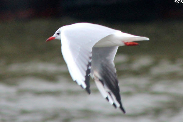 Black-Headed gull (Larus ridibundus) in winter colors flying over Hamburg harbor. Hamburg, Germany.