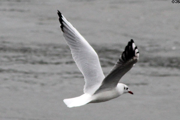 Gull flying over Hamburg harbor. Hamburg, Germany.