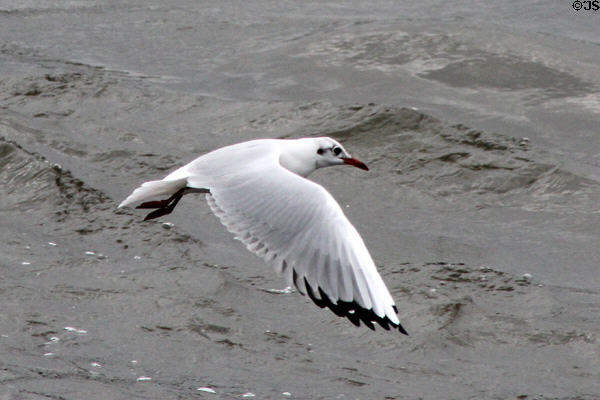 Gull skimming waters of Hamburg harbor. Hamburg, Germany.