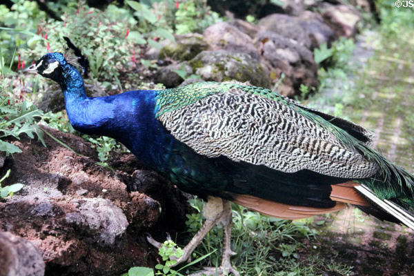 Peacock strolling in Palm Gardens. Frankfurt am Main, Germany.