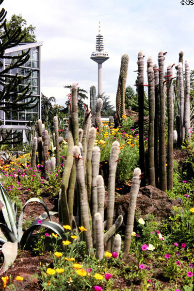 Cactus in Palm Gardens (1871) with communication tower (aka Europaturm) (1979) in the background. Frankfurt am Main, Germany.