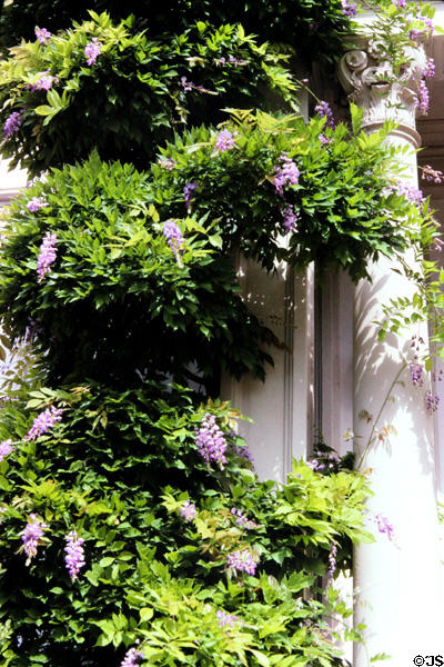 Wisteria climbing wall in Palm Gardens. Frankfurt am Main, Germany.