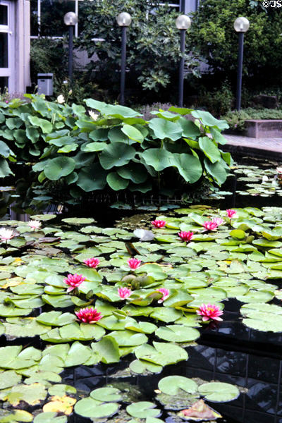 Water lilies in bloom in Palm Gardens. Frankfurt am Main, Germany.