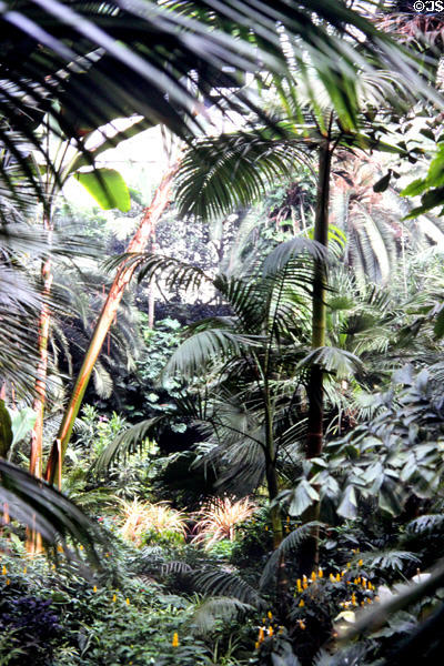 Tropical shrubbery in Palm Gardens. Frankfurt am Main, Germany.